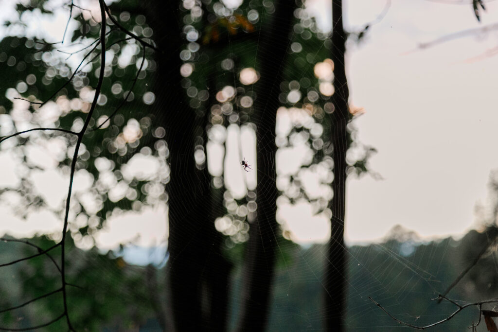 spiderweb in a tree at sunset, newport news park family camping